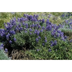 Nasiona Łubin wydmowy lupinus szt.3 PWxx143