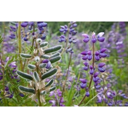 Nasiona Łubin wydmowy lupinus szt.3 PWxx143