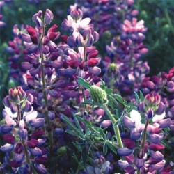 Nasiona Łubin versicolor lupinus dumpty szt.3 PWxx144