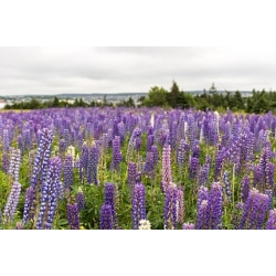 Nasiona Łubin versicolor lupinus dumpty szt.3 PWxx144