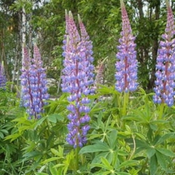 Nasiona Łubin versicolor lupinus dumpty szt.3 PWxx144