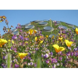 Nasiona Łubin versicolor lupinus dumpty szt.3 PWxx144