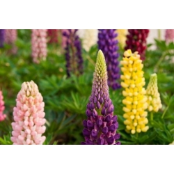 Nasiona Łubin versicolor lupinus dumpty szt.3 PWxx144