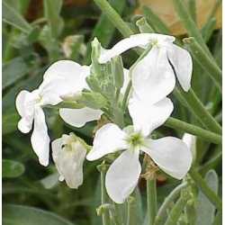 Nasiona Maciejka krzewiasta biała matthiola szt.3 PWxx149