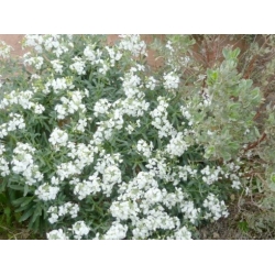 Nasiona Maciejka krzewiasta biała matthiola szt.3 PWxx149