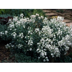 Nasiona Maciejka krzewiasta biała matthiola szt.3 PWxx149