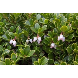 Nasiona Mącznica lekarska szt.3 PWxx30