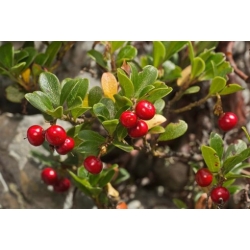 Nasiona Mącznica lekarska szt.3 PWxx30