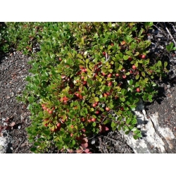 Nasiona Mącznica lekarska szt.3 PWxx30