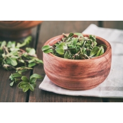 Nasiona Mącznica lekarska szt.3 PWxx30