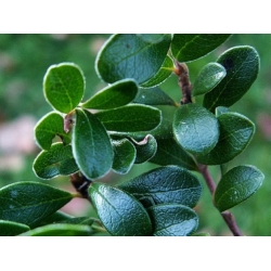 Nasiona Mącznica lekarska szt.3 PWxx30