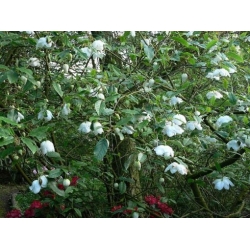 Nasiona Magnolia siebolda sieboldii szt.3 PWxx145