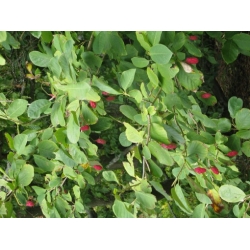 Nasiona Magnolia siebolda sieboldii szt.3 PWxx145