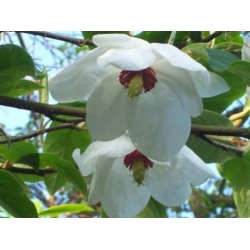Nasiona Magnolia wilsona wilsonii szt.3 PWxx146