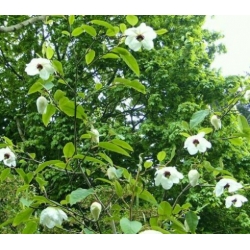 Nasiona Magnolia wilsona wilsonii szt.3 PWxx146