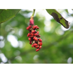 Nasiona Magnolia wilsona wilsonii szt.3 PWxx146