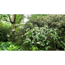 Nasiona Magnolia wilsona wilsonii szt.3 PWxx146