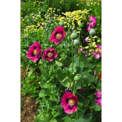 Nasiona Mak lekarski Ultimate Mixture szt.3 PWxx52