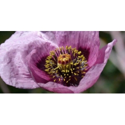 Nasiona Mak lekarski Ultimate Mixture szt.3 PWxx52