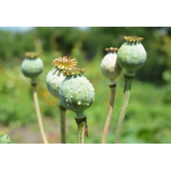 Nasiona Mak lekarski Ultimate Mixture szt.3 PWxx52