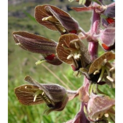 Nasiona Melianthus villosus szt.3 PWxx150