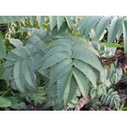 Nasiona Melianthus villosus szt.3 PWxx150