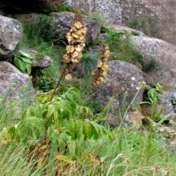 Nasiona Melianthus villosus szt.3 PWxx150