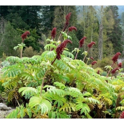 Nasiona Melianthus villosus szt.3 PWxx150