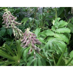 Nasiona Melianthus villosus szt.3 PWxx150