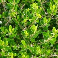 Nasiona Melicytus obovatus szt.3 PWxx151