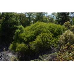 Nasiona Melicytus obovatus szt.3 PWxx151