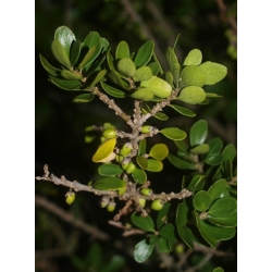 Nasiona Melicytus obovatus szt.3 PWxx151