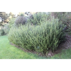 Nasiona Melicytus obovatus szt.3 PWxx151