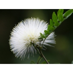 Nasiona Mimoza biała leucaenea szt.3 PWxx135