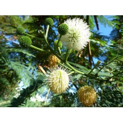 Nasiona Mimoza biała leucaenea szt.3 PWxx135