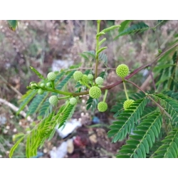 Nasiona Mimoza biała leucaenea szt.3 PWxx135