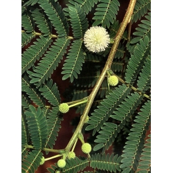 Nasiona Mimoza biała leucaenea szt.3 PWxx135