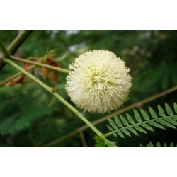 Nasiona Mimoza biała leucaenea szt.3 PWxx135