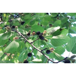 Nasiona Morwa czarna morus nigra szt.3 PWxx153