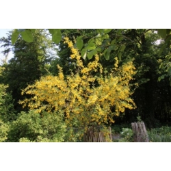 Nasiona Moszenki buhsei szt.3 PWxx64