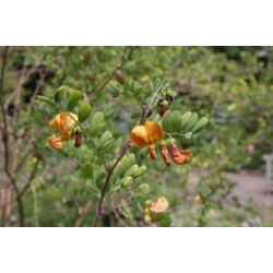 Nasiona Moszenki buhsei szt.3 PWxx64