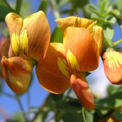 Nasiona Moszenki buhsei szt.3 PWxx64