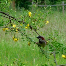 Nasiona Moszenki buhsei szt.3 PWxx64