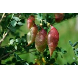 Nasiona Moszenki buhsei szt.3 PWxx64