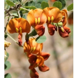 Nasiona Moszenki południowe szt.3 PWxx63