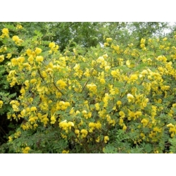 Nasiona Moszenki południowe szt.3 PWxx63