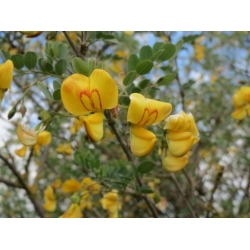 Nasiona Moszenki południowe szt.3 PWxx63