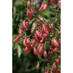 Nasiona Moszenki południowe szt.3 PWxx63