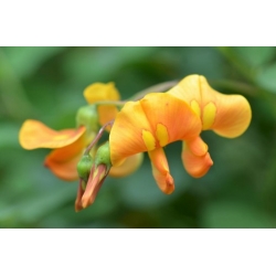 Nasiona Moszenki południowe szt.3 PWxx63