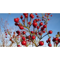 Nasiona Róża rdzawa rosa rubiginosa szt.3 PWxx183